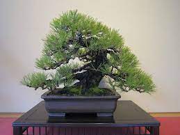 Now a worldwide phenomenon, the japanese art of bonsai can provide hours of enjoyment and relaxation. Pine Bonsai Tree Care Guide Bonsai Tree Gardener