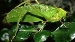 Image result for Kotschya speciosa