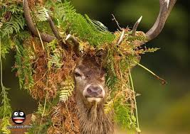 صور منوعة 2014 صور غريبة 2014 صور عجيبة 2014 Deer Animals Wild Animals Beautiful
