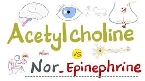 Image result for Norepinephrine