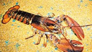 Image result for Palinurus elephas