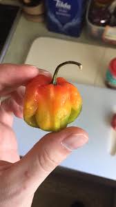 Scotch Bonnet Chilli With All The Colours Mildlyinteresting