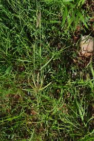 Image result for Chloris pilosa