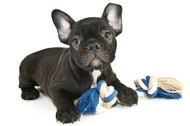 Vrs oval dog french bulldog adoption puppy rescue kennel car decal vinyl sticker. French Bulldog Dog Breed Information