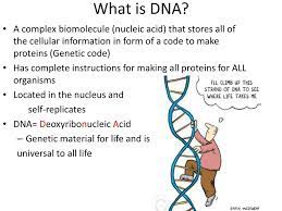 Is a nucleic acid that contains the genetic instructions used in the development and. Unit 5 Dna Rna Proteins Ppt Download