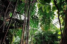 Grandes Serres Du Jardin Des Plantes Foret Tropicale Jardin Des Plantes Paris Plante Jardin