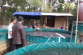 9 Langkah Cara Mudah Budidaya Ikan Lele Di Kolam Terpal Bagi Pemula