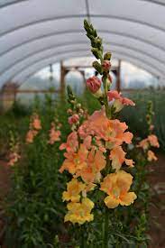 Pin On Permaculture