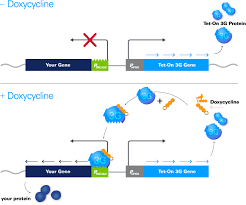 Tetracycline Inducible Expression Tet One Systems