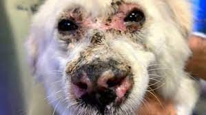 La diagnosi delle malattie autoimmuni può non essere semplice. Ritrovata Con Profonde Lesioni Su Muso E Corpo Gara Di Solidarieta Per Il Cane Grazia Foto