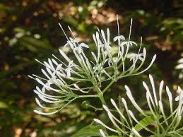 Image result for Pavetta uniflora