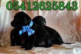 Labrador Yavru Fiyatlari Labrador Yavrulari Labrador Retriever Labrador Retrievers