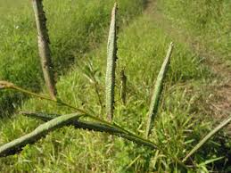 Image result for Paspalum scrobiculatum