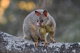 Possums can wreak havoc on a garden, backyard and lawn. How To Get Rid Of Possums X Pest