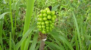 Image result for Anchomanes