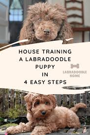 Our labradoodle puppies are born in a variety of colors…. House Training A Labradoodle Puppy In 4 Easy Steps