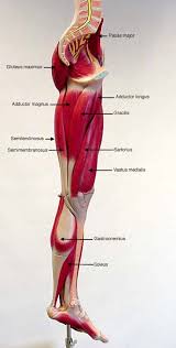 Http Classroom Sdmesa Edu Anatomy Images Lower Extremity Label Lower Append Medial Label Jpg Muscle Anatomy Human Body Anatomy Body Anatomy