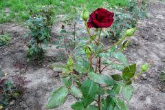Lassen sie uns einen blick darauf werfen, wann es am besten ist, rosen wieder zu pflanzen. Rosen Ausgraben Das Sollten Sie Beachten
