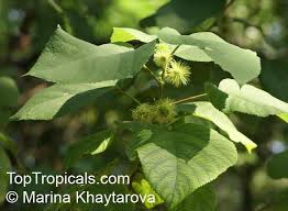 Image result for Broussonetia