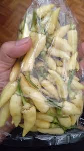 Cili bara tanpa tanah tarik minat anak muda. Tamudonggongon Twitter Search