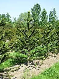 Image result for Arauk rie Araucaria