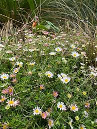 Image result for Erigeron karvinskianus