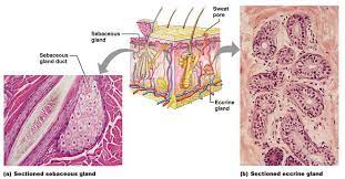 Sebaceous And Sudoriferous Glands