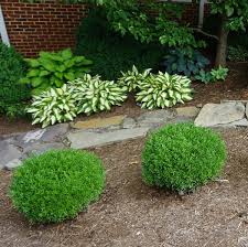Image result for Buxus nyasica