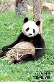 Yuan Zi Panda Geant A Beauval Panda Geant Beauval Zoo