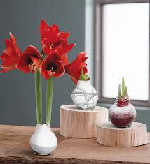We did not find results for: No Water Wax Dipped Amaryllis Bulb Black With Snow Vivaterra