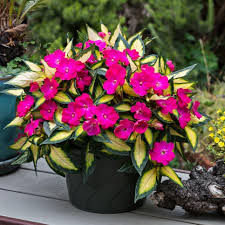 Pretty growing in hanging baskets, in a pot or planter. 16 Perennial Companion Plants For Roses Hgtv Annual Flowers For Shade Shade Flowers Impatiens Flowers
