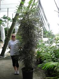 How to care for ming aralia houseplants? Schefflera Elegantissima False Aralia Plants Indoor Plants Full Sun Plants