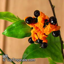 Image result for Turraea robusta