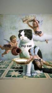 Funny cat memes and dog memes are common in pets, and people love to have them around. Cat Memes Clean Memes