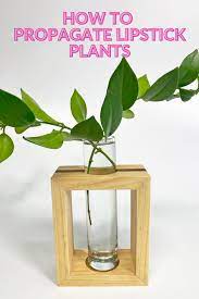 Check spelling or type a new query. Lipstick Plant Propagation 2 Simple Effective Methods
