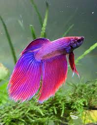 She's a female veiltail betta who has a red base with a rainbow shift that is mostly blue is soft light. Im Finally Able To Post Here Meet Boxer My New Veiltail Betta Bettafish