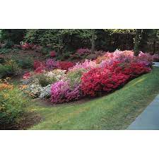 Shop 2 5 Quart Mixed Azalea L5159 At Lowes Com Flowering Shrubs Azaleas Shrubs