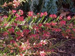 Image result for Grevillea