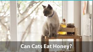 It's used as a thickening agent for gravies, marinades, sauces, soups, and casseroles. Can Cats Eat Honey Or Is It Bad For Them
