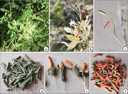 Image result for Cadaba