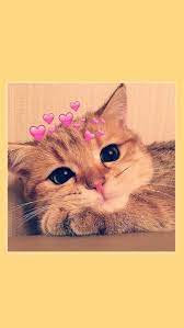 Pin By Nhunn On Hinh Nền Cute Cat Memes Cat Wallpaper Cute Cat Wallpaper
