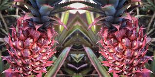 Maybe you would like to learn more about one of these? The First Photos Of The Pink Pineapple Are Finally Here