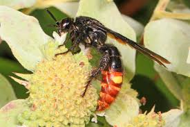 Mud dauber wasps are black. Scolia Dubia Wikipedia