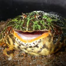 Check spelling or type a new query. Meet Jaws The South American Horned Frog With A Big Bite