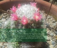There are not strict guidelines as to how often you should water your cactus. 26 Types Of Cactus With Pictures Fun Facts Indoor Outdoor