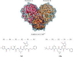 Pdf | proteolytic enzymes are the enzymes that bring about degradation of the proteins into proteases are now widely used in pharmaceutical, leather, industrial waste management, brewing. Antiviral Agents Against Covid 19 Structure Based Design Of Specific Peptidomimetic Inhibitors Of Sars Cov 2 Main Protease Rsc Advances Rsc Publishing