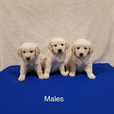 Golden retriever breeders in australia and new zealand. Golden Retriever Puppies For Sale In Austin Kentucky