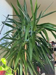 Image result for Yucca gigantea