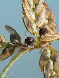 Image result for Pycreus flavescens