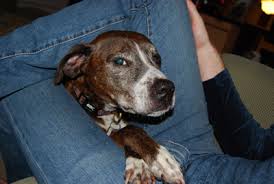 Having photographs of your dog is priceless, especially after he passes away. After The Loss Pet Owners Tell Their Pet S Story Vetzinsight Vin